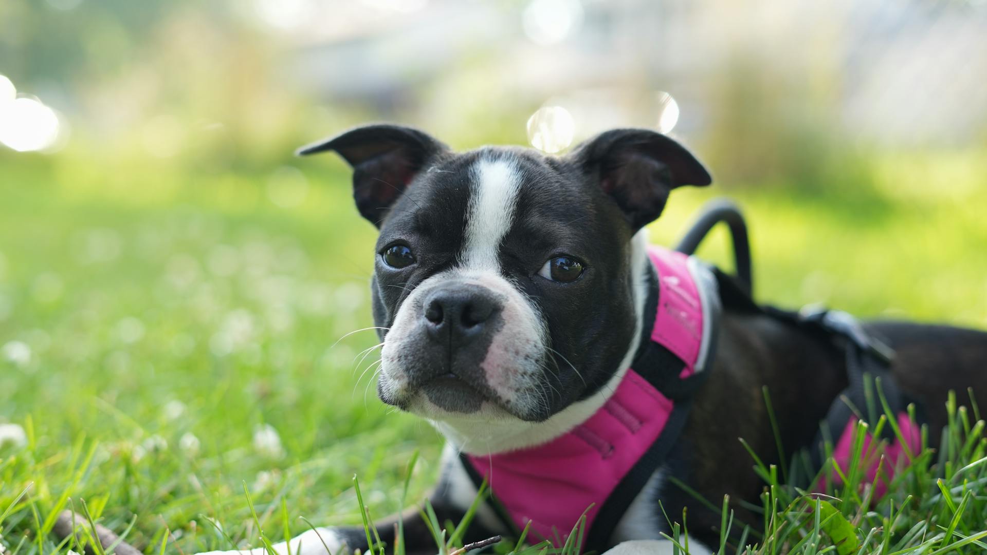 Close-up of a Boston Terrier