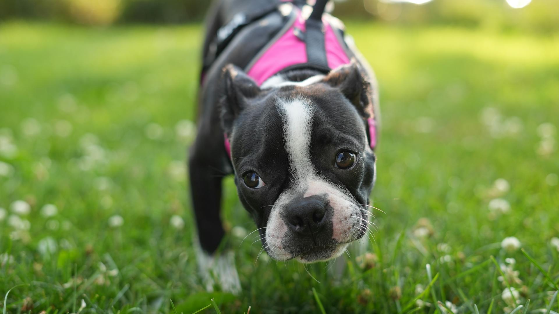 Boston Terrier on Meadow