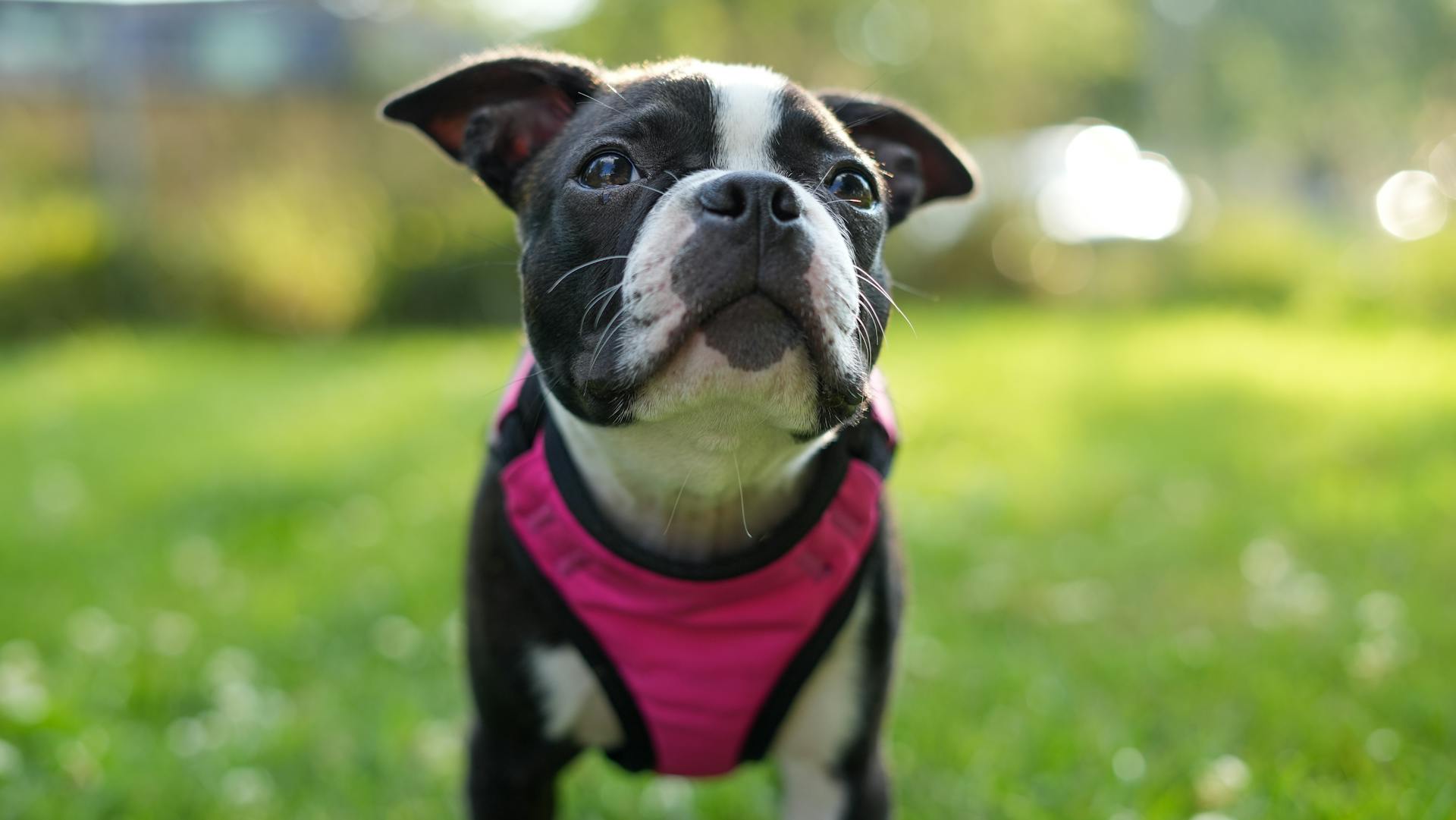 Boston Terrier in Harness