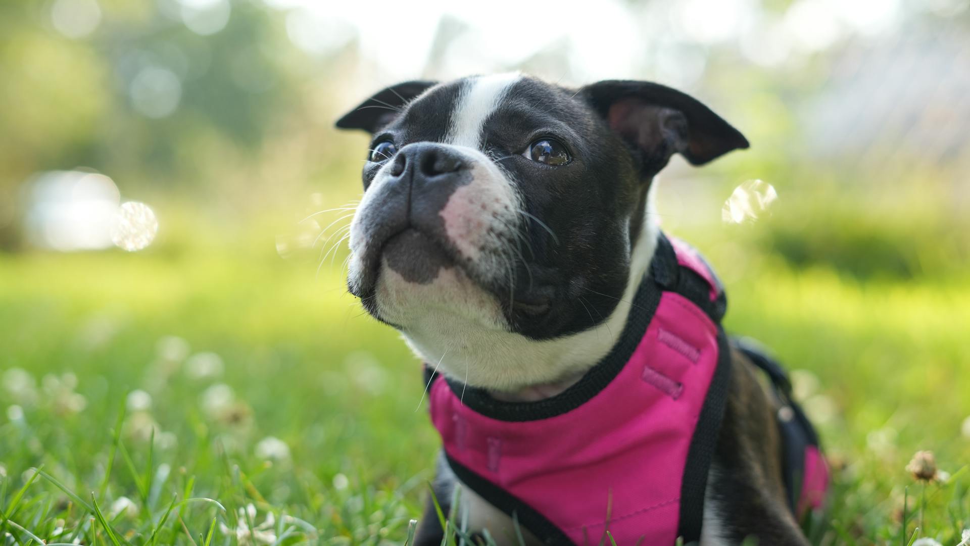 Selective Focus of Boston Terrier