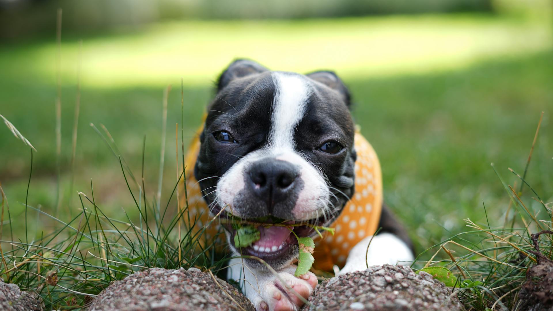 Dog Lying Down on Ground