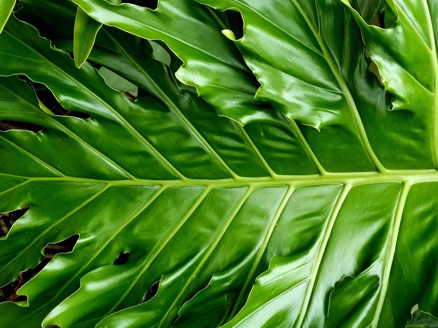 Detailed close-up of a lush green Monstera leaf showcasing vibrant veins and textures.