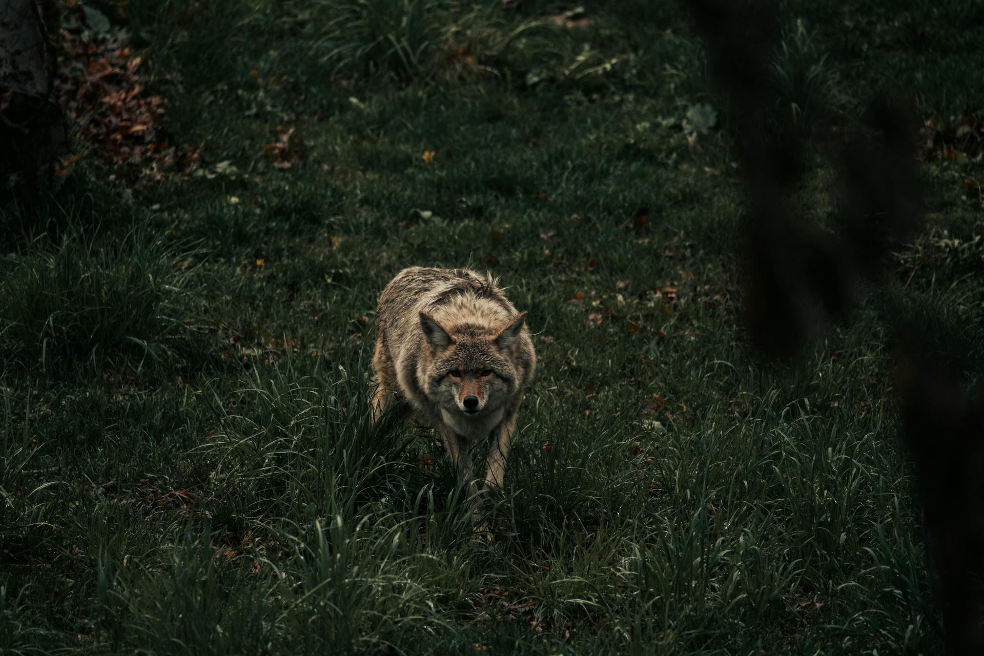 Eastern Coyote Sneaking in Grass