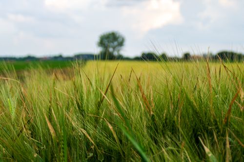 Free Close-up of green barley field with clouds, showcasing agricultural beauty and rural calm. Stock Photo