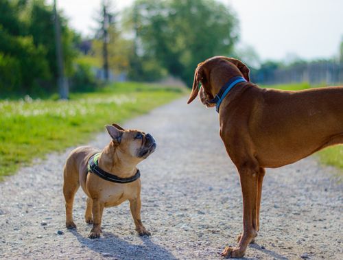 Free Two dogs meet on a dirt road, showcasing playful interaction in a natural setting. Stock Photo