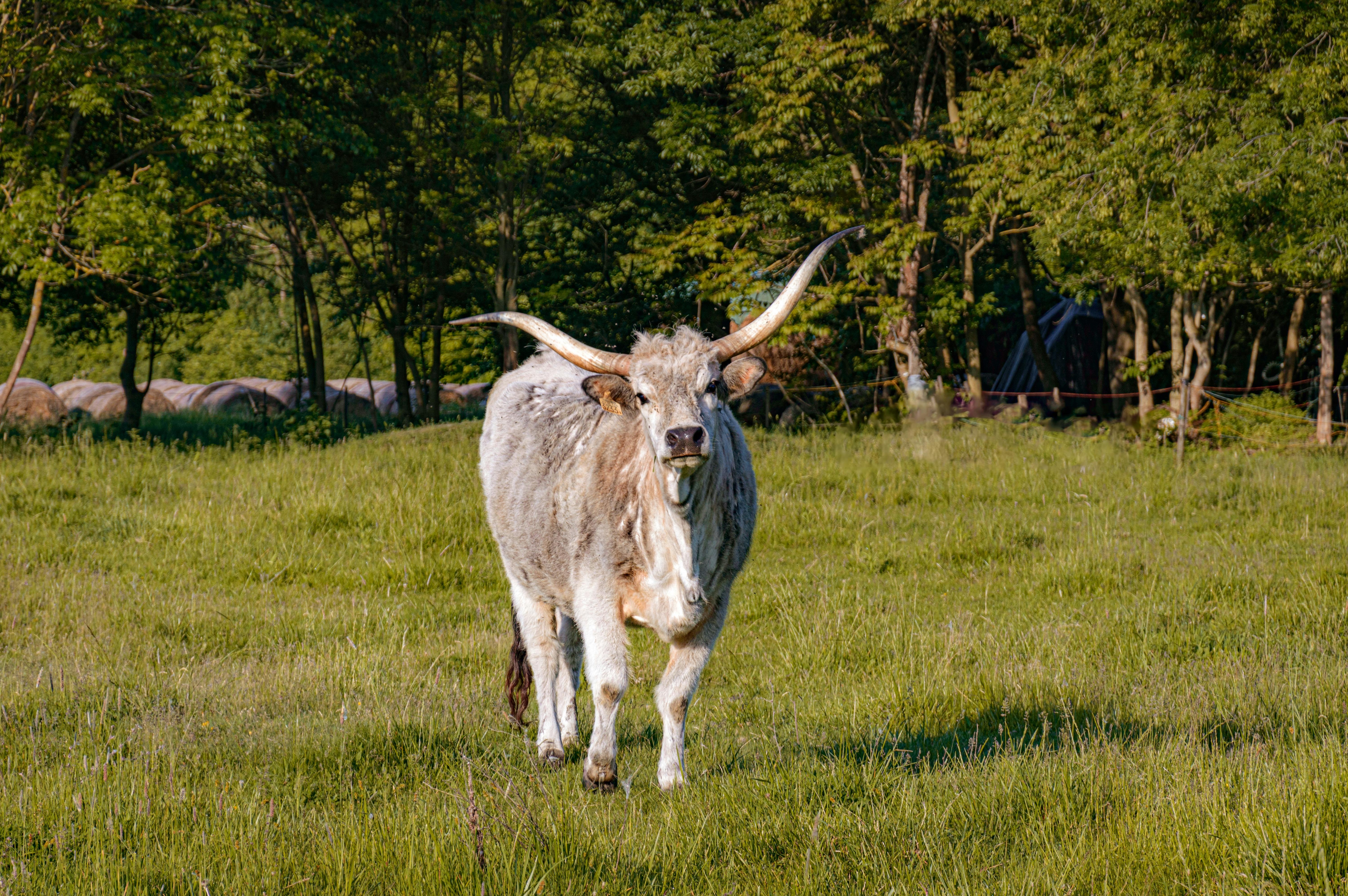 Majestic Hungarian Gray Cattle standing in a vibrant green field in sunlight.