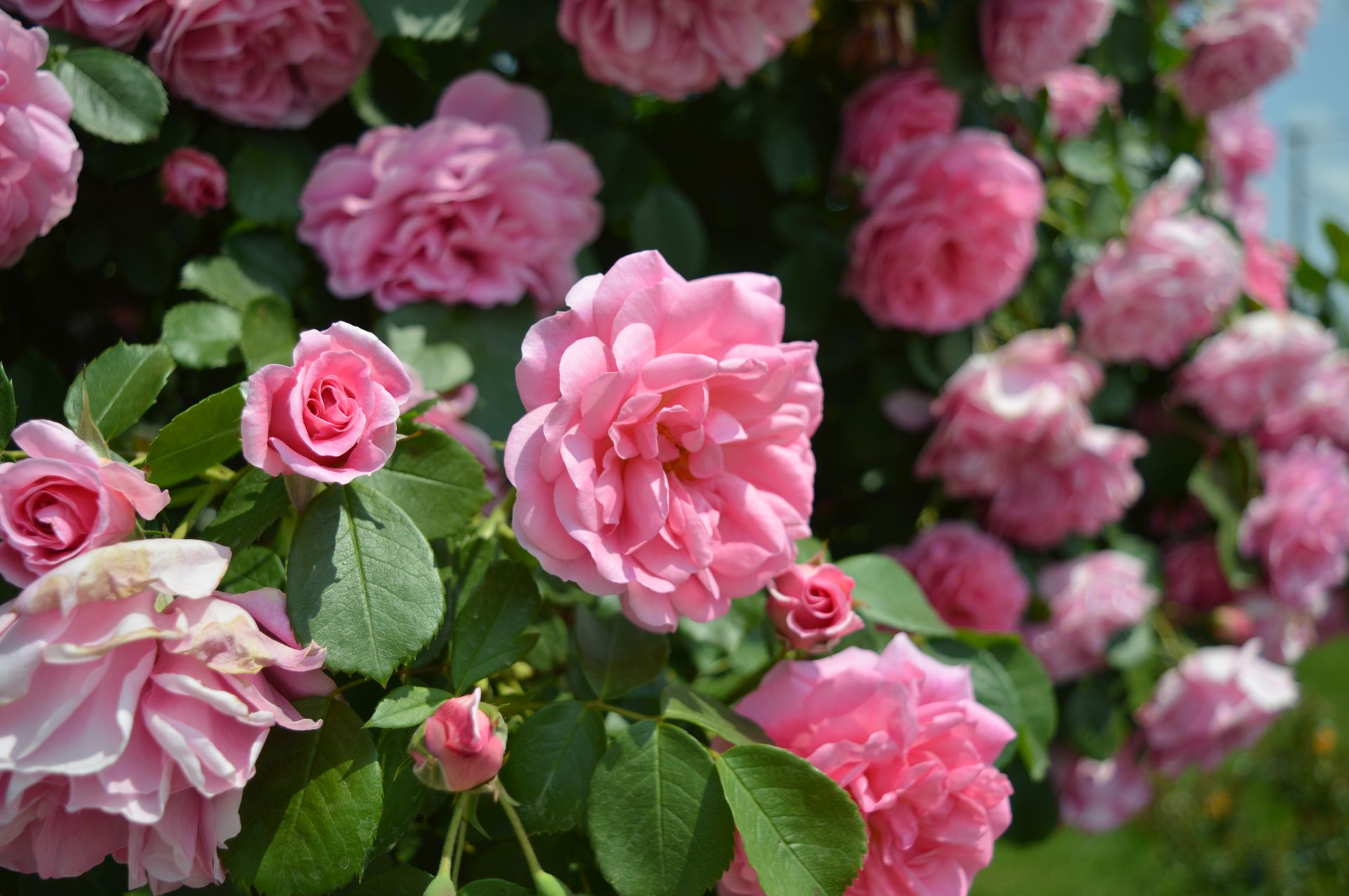 A stunning cluster of blooming pink roses in a lush garden setting, showcasing nature's elegance.