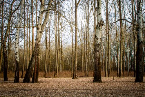 Free Serene autumn forest with bare birch trees and fallen leaves, perfect for nature enthusiasts. Stock Photo