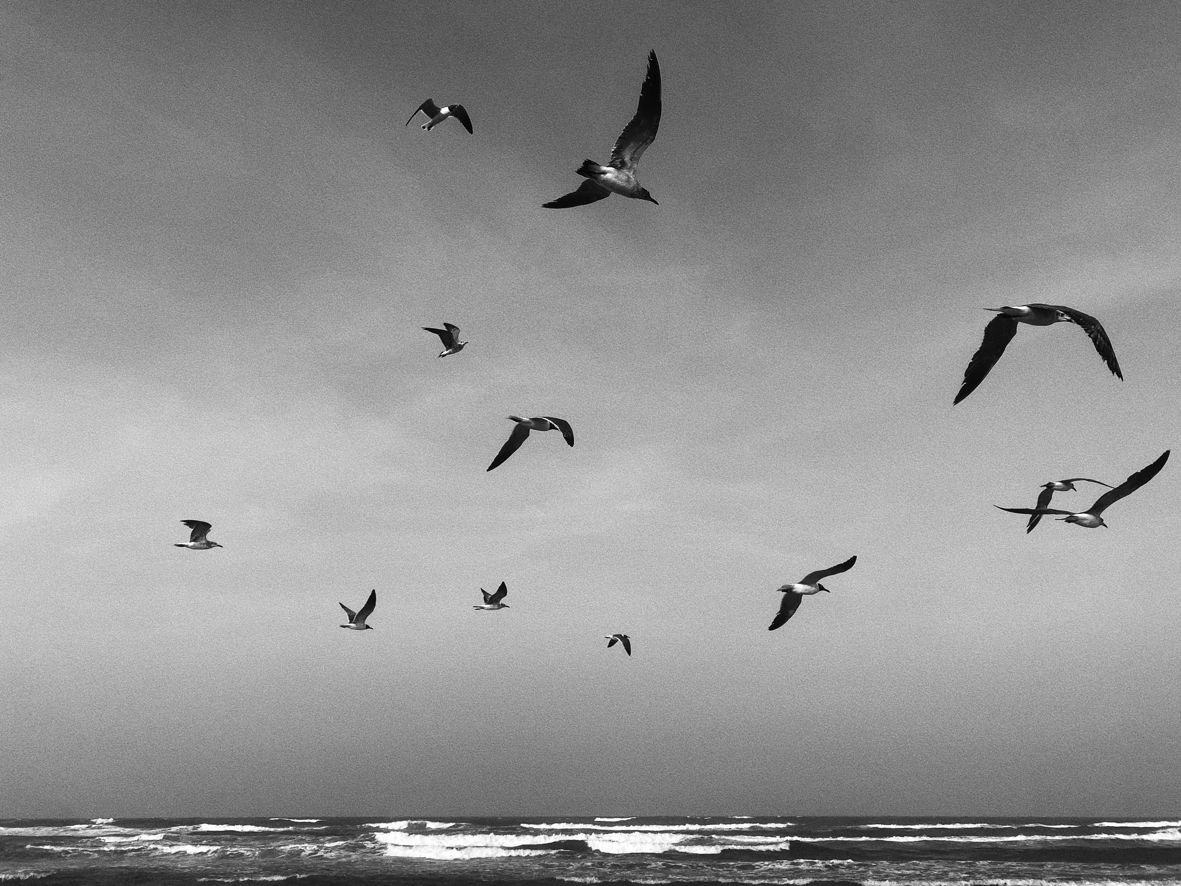Seagulls Flying on Sea Shore · Free Stock Photo