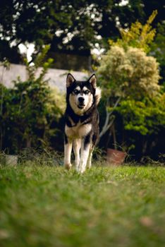 A Siberian Husky confidently standing on grass in a vibrant garden setting.
