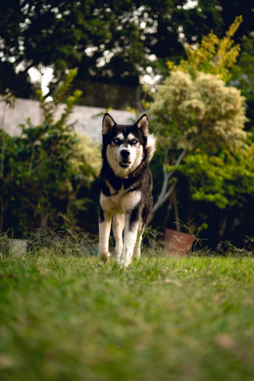 Free A Siberian Husky confidently standing on grass in a vibrant garden setting. Stock Photo