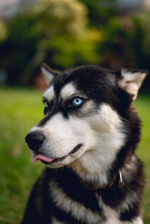 Free Portrait of a Siberian Husky with blue eyes in a garden setting. Stock Photo