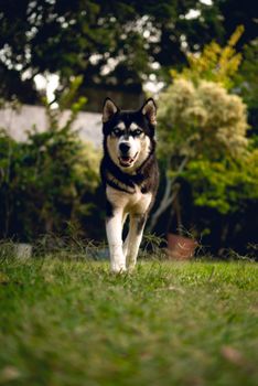 A vibrant portrait of a Siberian Husky enjoying the outdoors in a lush green garden.