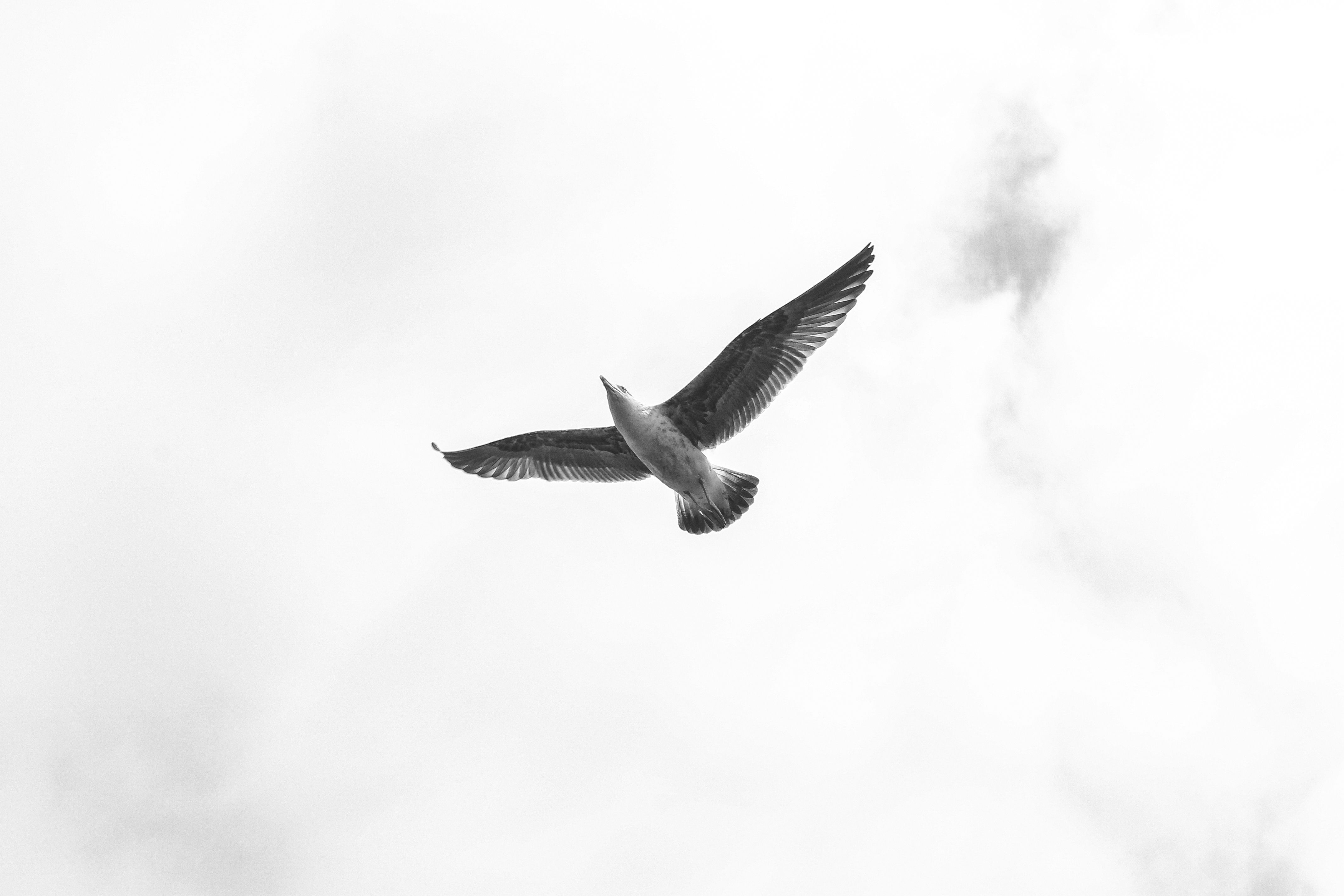 Flying Seagull in Black and White · Free Stock Photo
