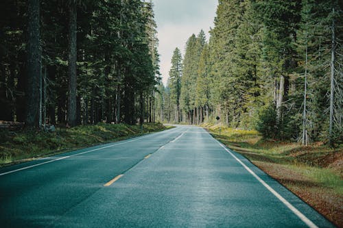 Photo De Route Entre Les Arbres