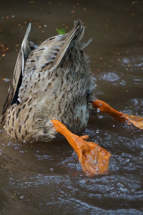 Free Close-up of a duck diving underwater, showcasing its vibrant orange webbed feet in action. Stock Photo