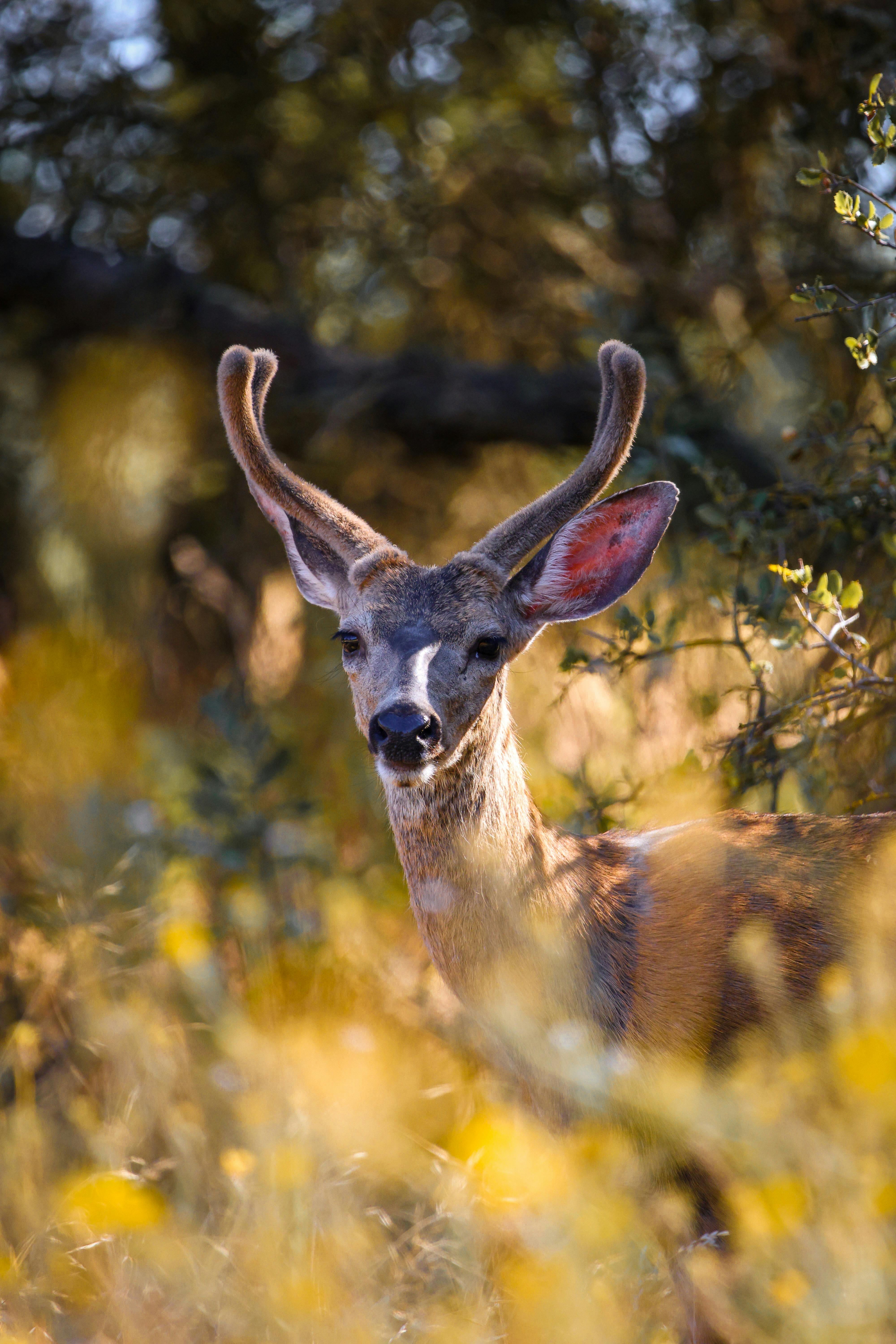grátis Foto profissional grátis de animais selvagens, ao ar livre, área Foto profissional