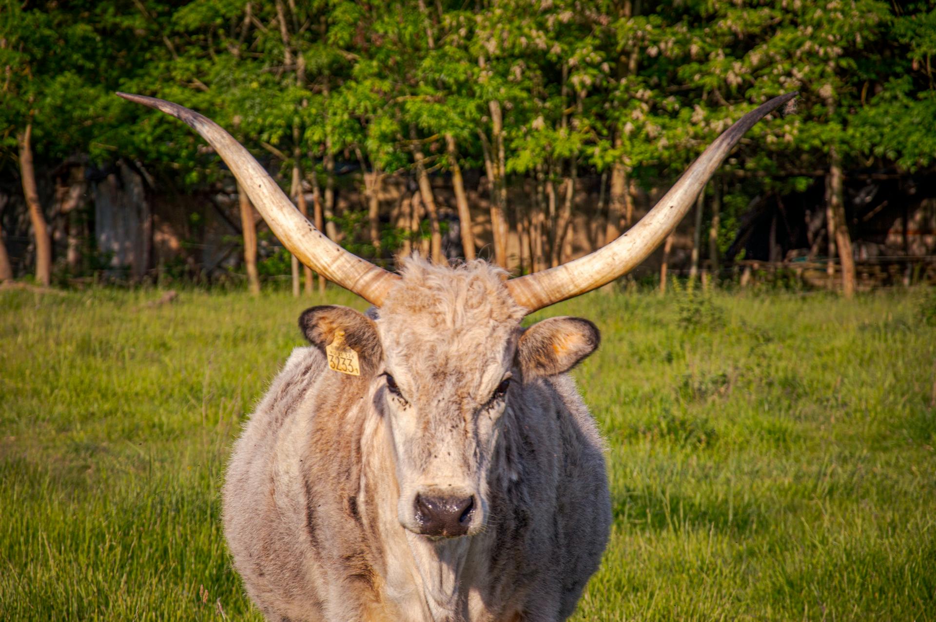 Hungarian Grey Steppe Bull with Large Horns