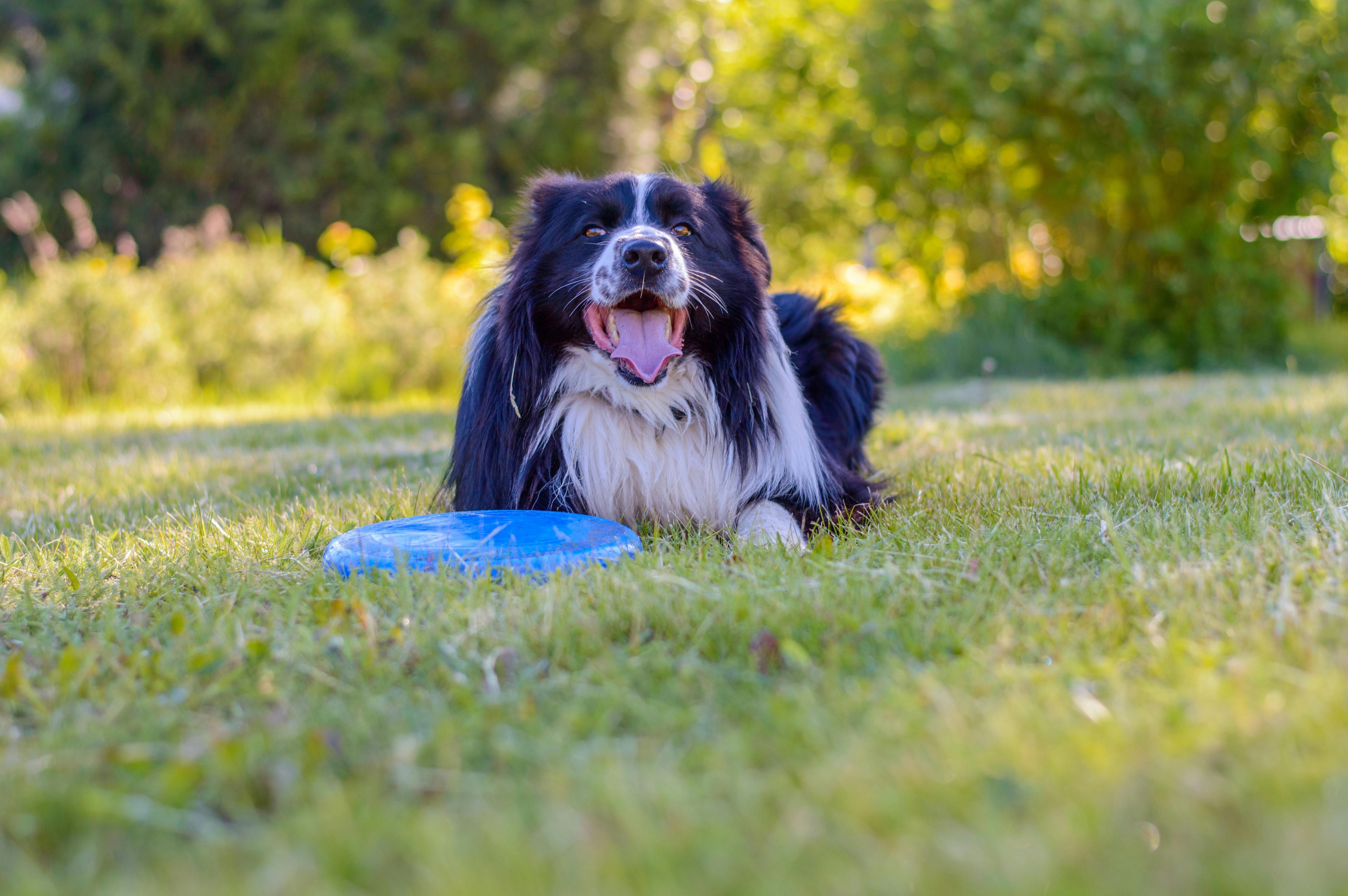 Trainer giving commands to herding dog in a training field