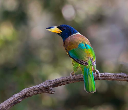 Free stock photo of greater barbet Stock Photo
