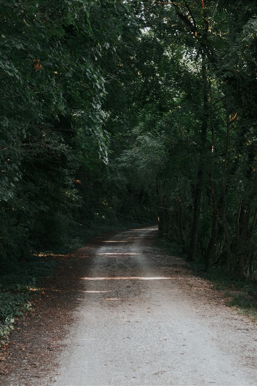 Free Tranquil dirt road winding through lush Hungarian forest on a summer day. Stock Photo