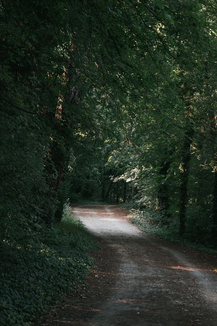 A tranquil dirt road winds through a lush green forest, offering a serene nature escape in Hungary.