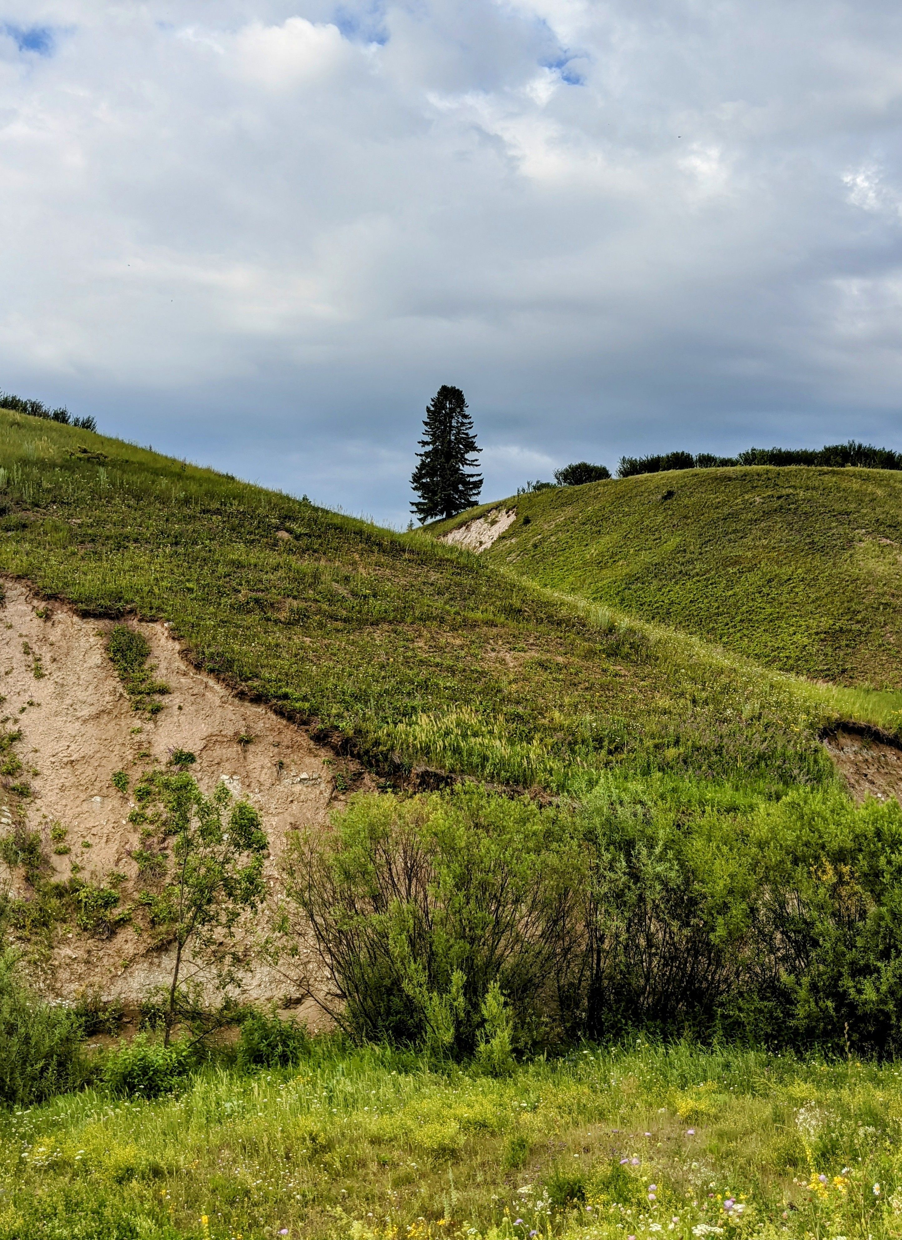 A lone tree on a hillside in the middle of a grassy area · Free Stock Photo