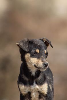 Close-up portrait of a cute black and tan puppy in natural light. Perfect for pet lovers.