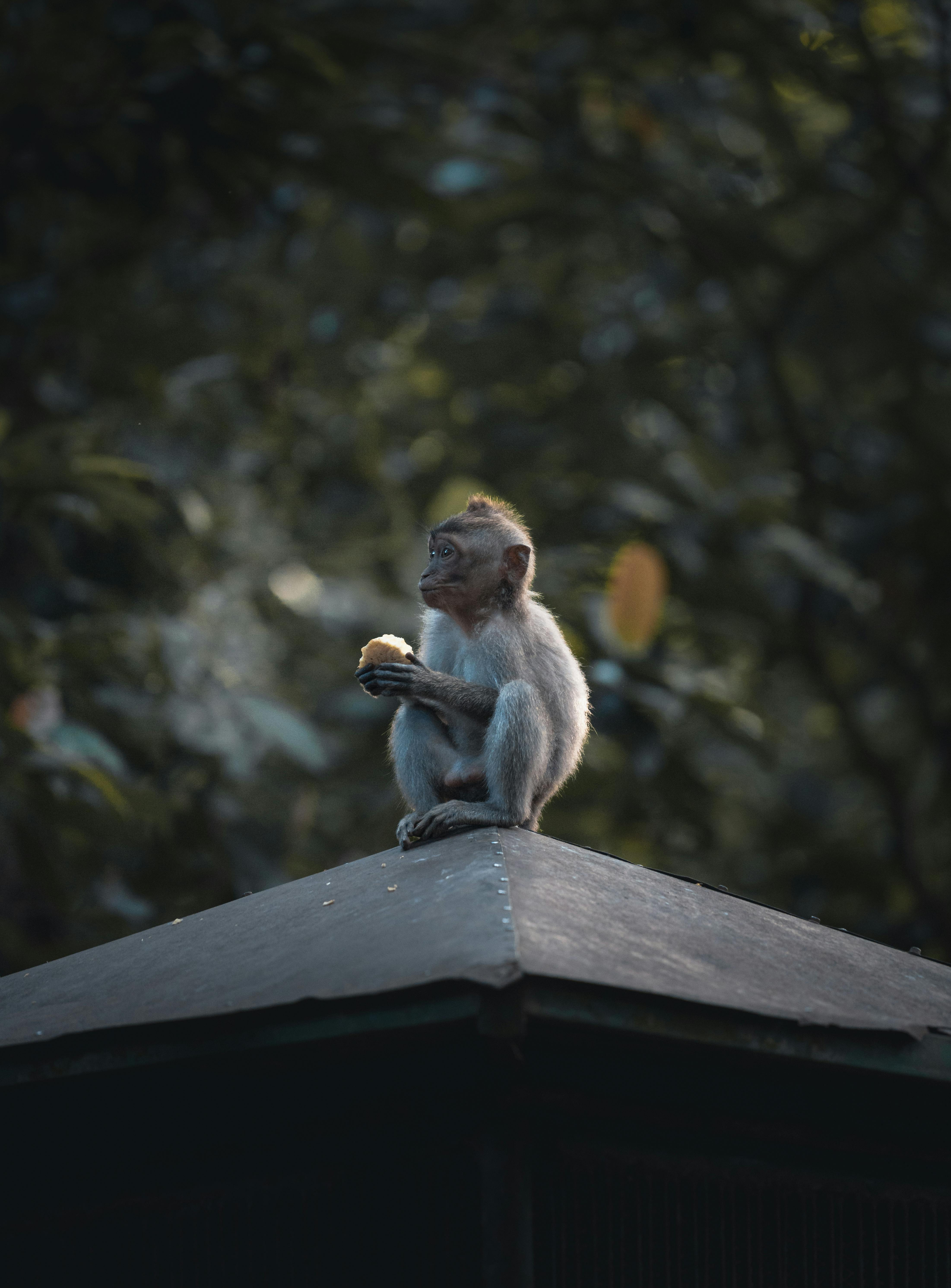 無料 アジアの猿, クライミング, グルーミングの無料の写真素材 写真素材