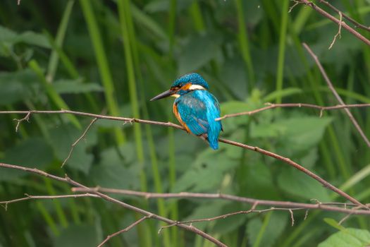 Bright blue and orange kingfisher perched on branch in lush green setting.