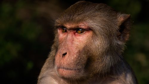 Free Detailed close-up portrait of a rhesus macaque in natural habitat, showcasing expression and texture. Stock Photo