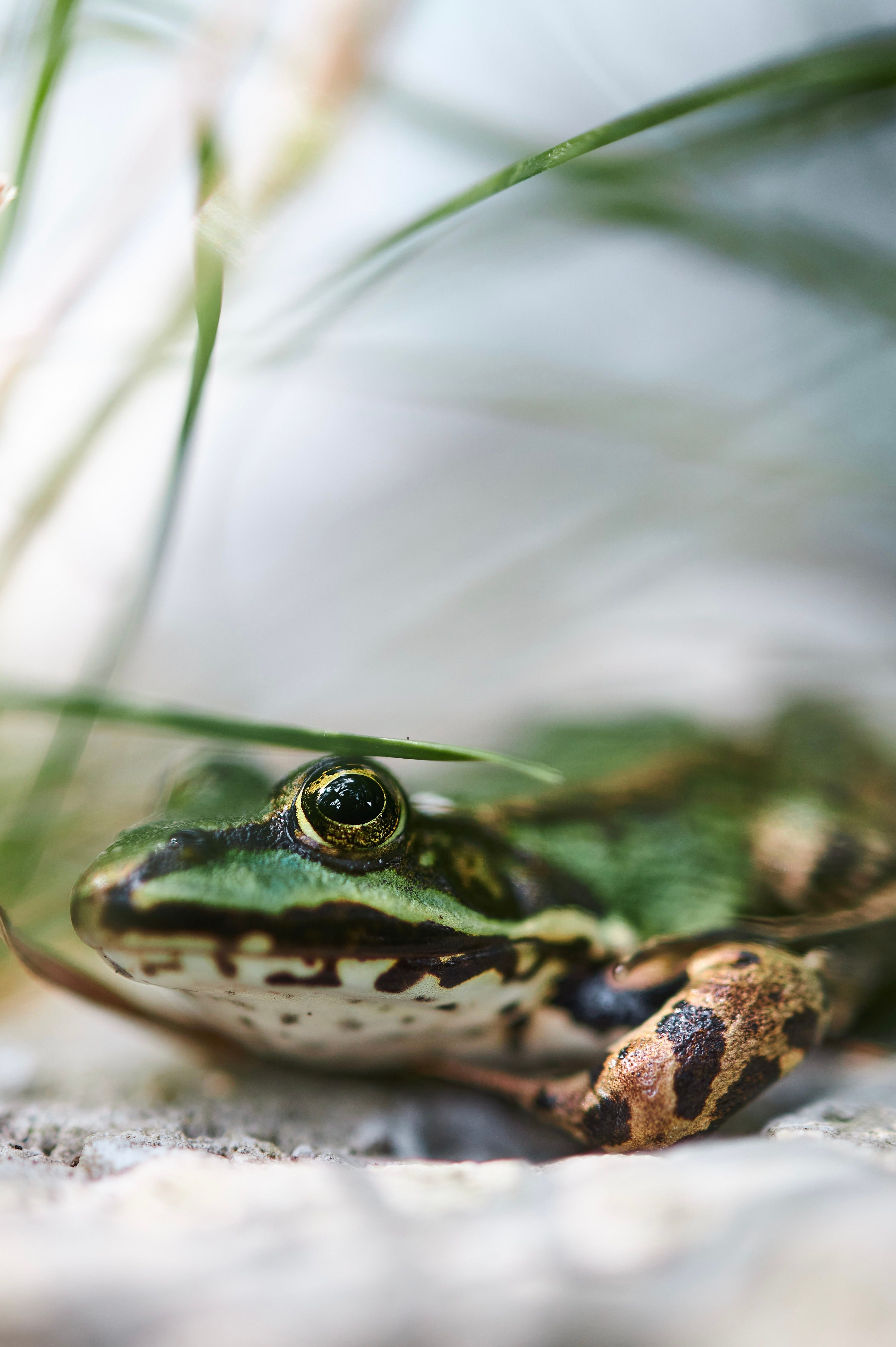 Selective Focus of Frog · Free Stock Photo