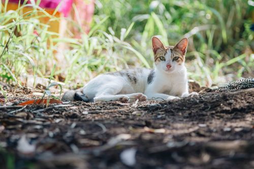Free A cat lying on the ground amidst greenery, enjoying a peaceful afternoon. Stock Photo