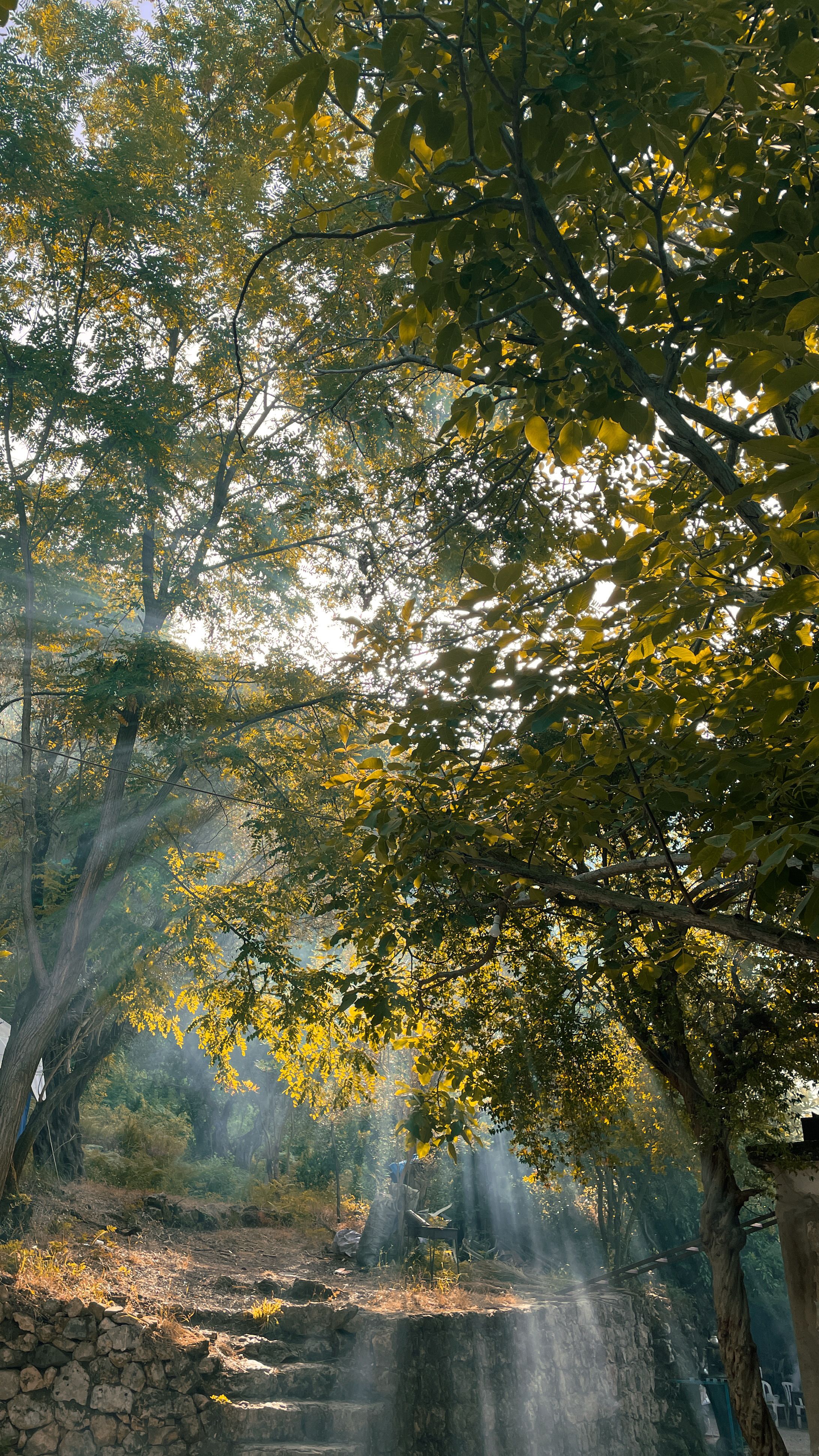 Sunbeams illuminate a peaceful forest path in Hatay, Türkiye, creating a serene atmosphere.