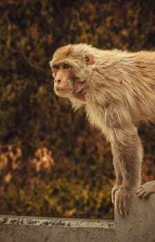Assam macaque perched on ledge in its natural habitat, showcasing wildlife in Una, India.
