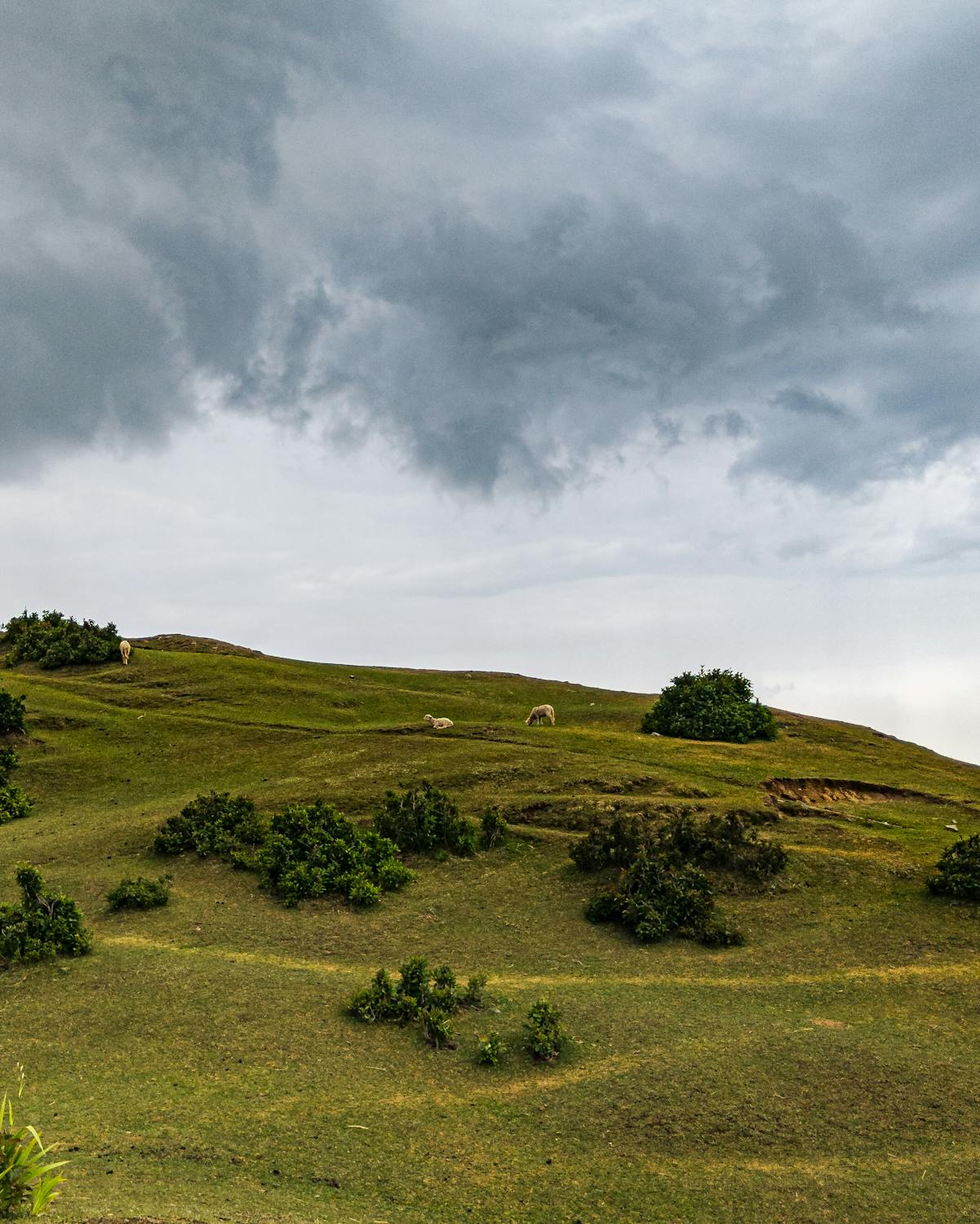 Foto profissional gratuita de agricultura, animal, arbustos, arranhando ...