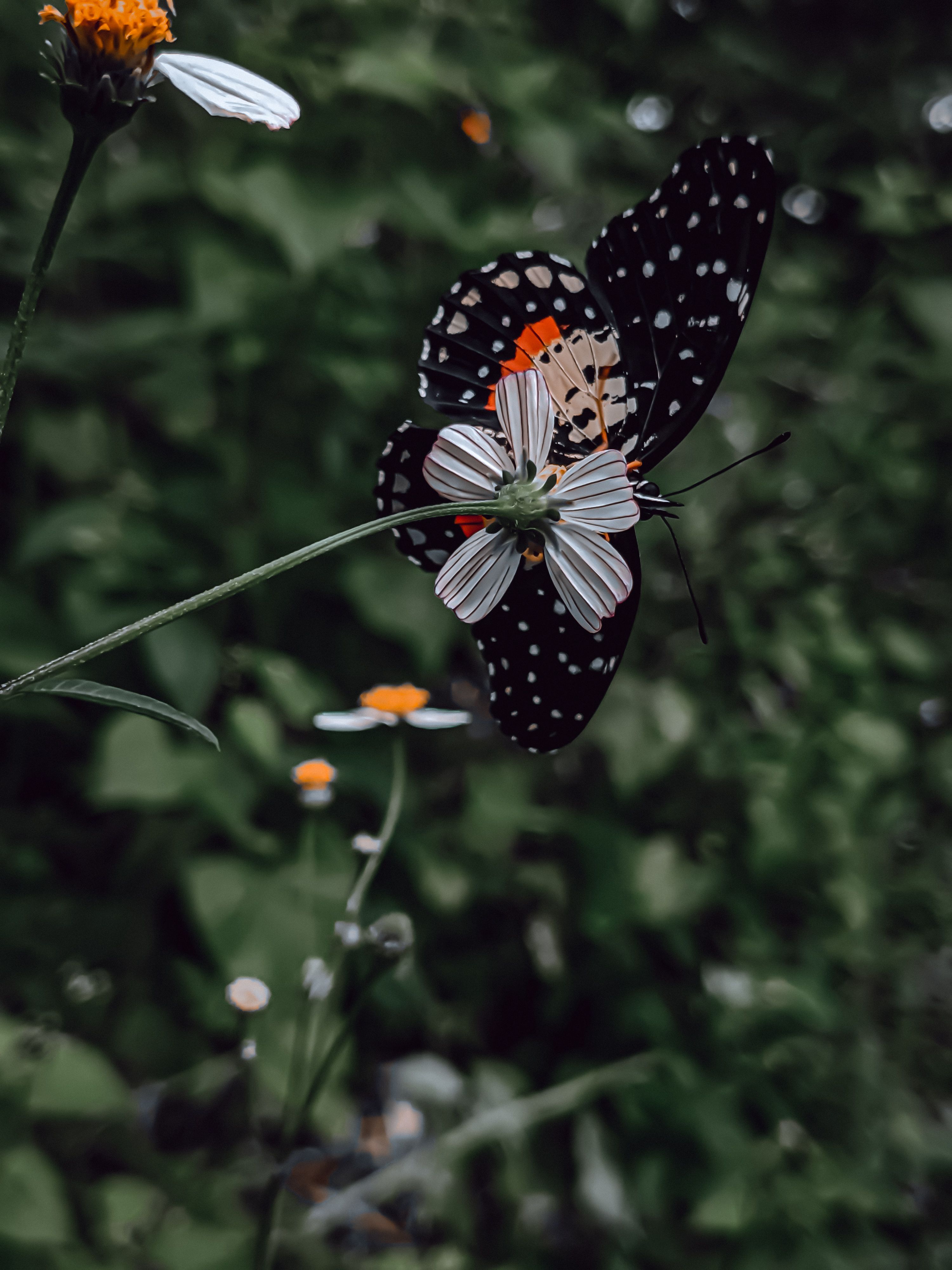 Crimson Patch Butterfly on White Flower · Free Stock Photo