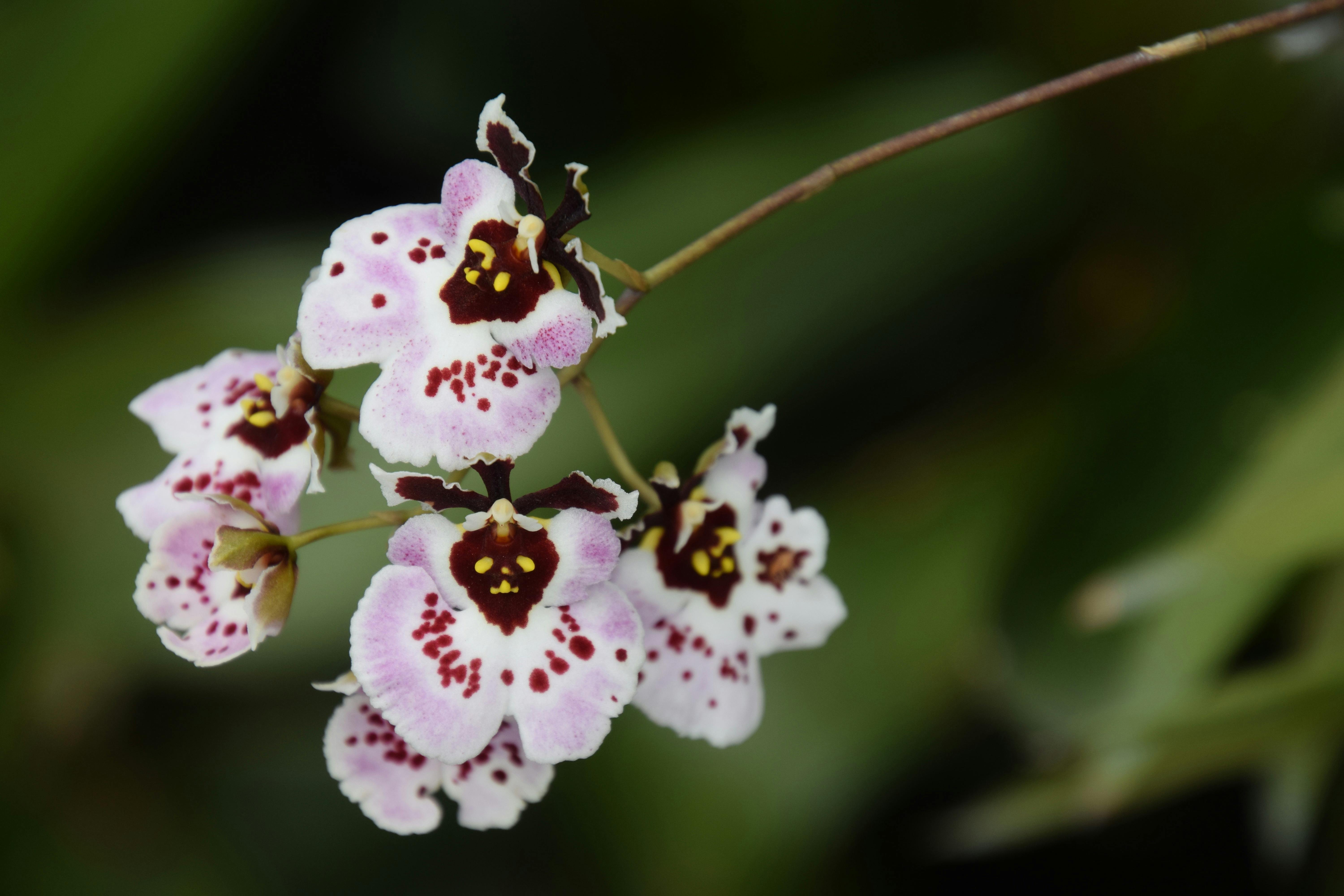 Free Stock Photo Of Dancing Lady Flower Orchard Free