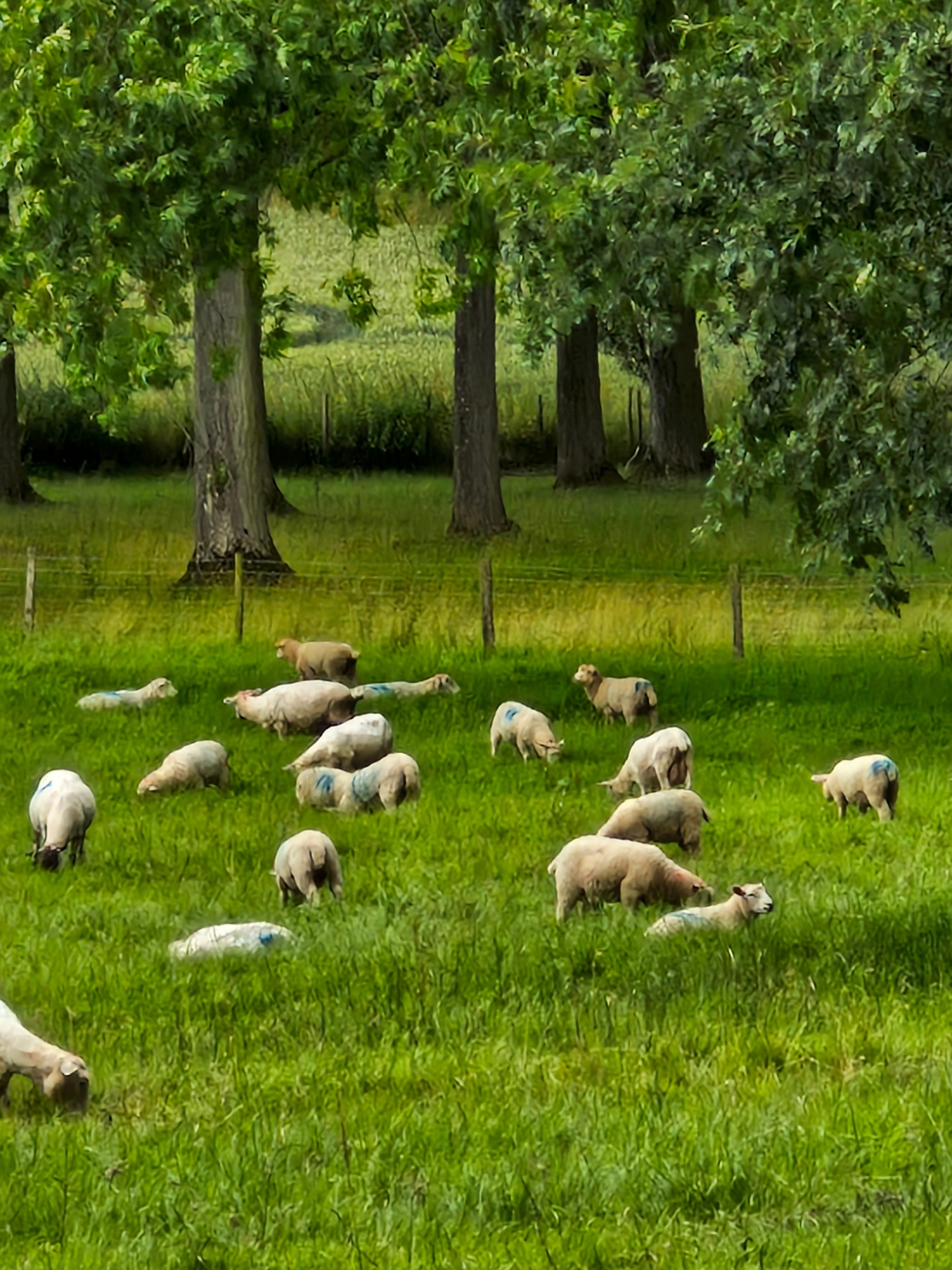 Herd of Sheep Grazing on Grass Pasture · Free Stock Photo