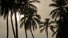 棕榈树的剪影映衬着忧郁的日落天空，营造出热带天堂的氛围