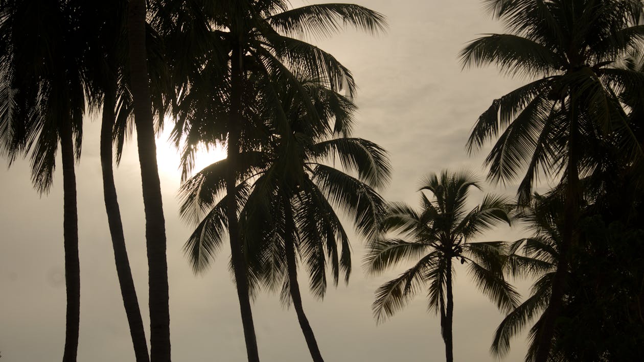 多云的白天棕榈树的剪影