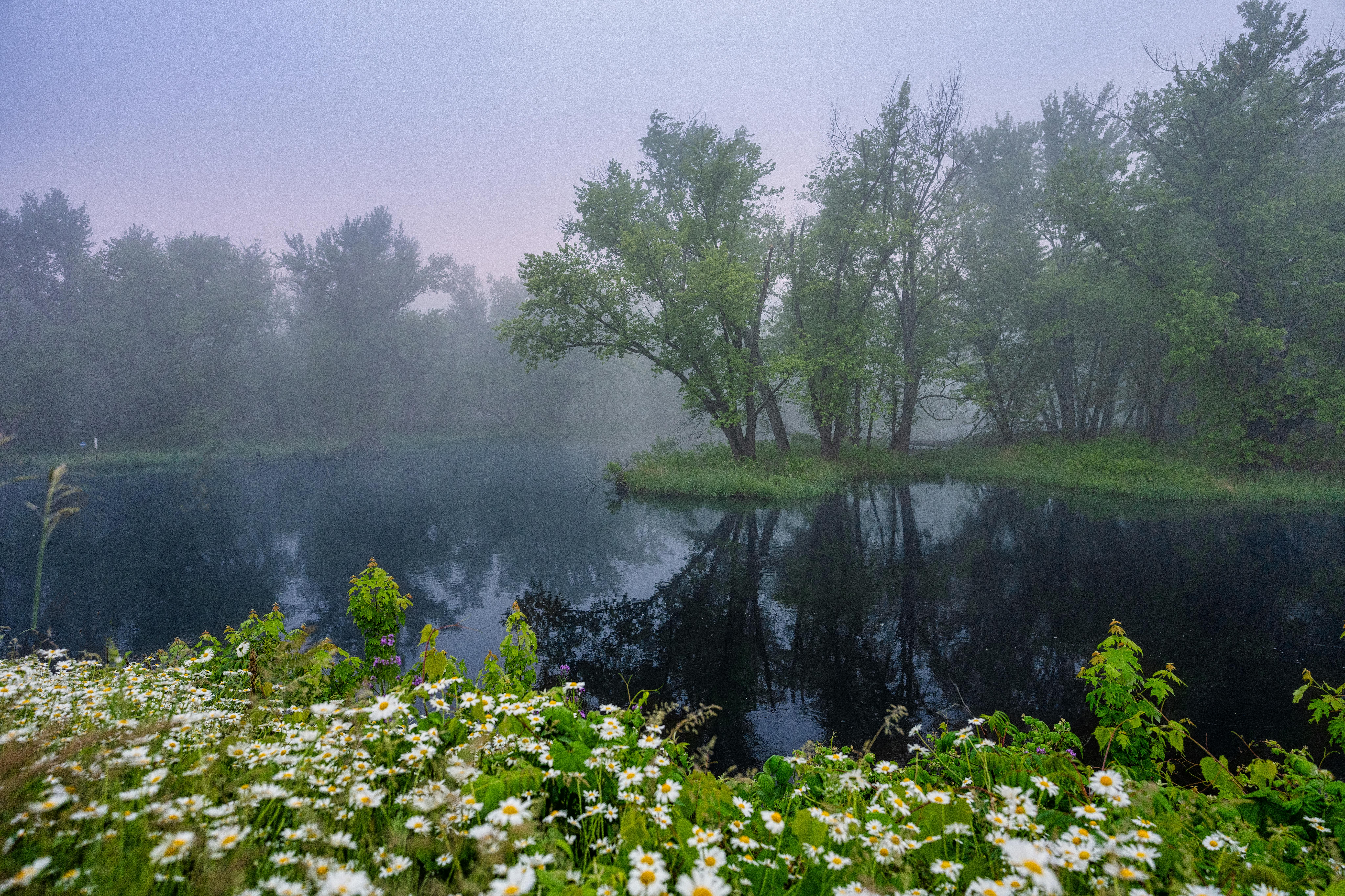 Free Tranquil misty lake with fog, trees, and wildflowers in Nelson, WI. Stock Photo