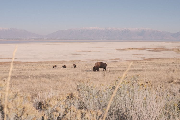 Bison On A Field 