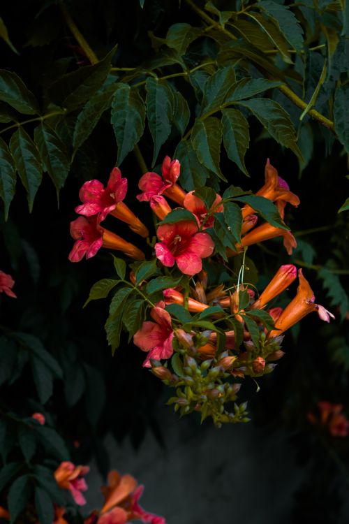 Free Close-up of a vibrant orange trumpet vine flowering among lush green leaves. Stock Photo