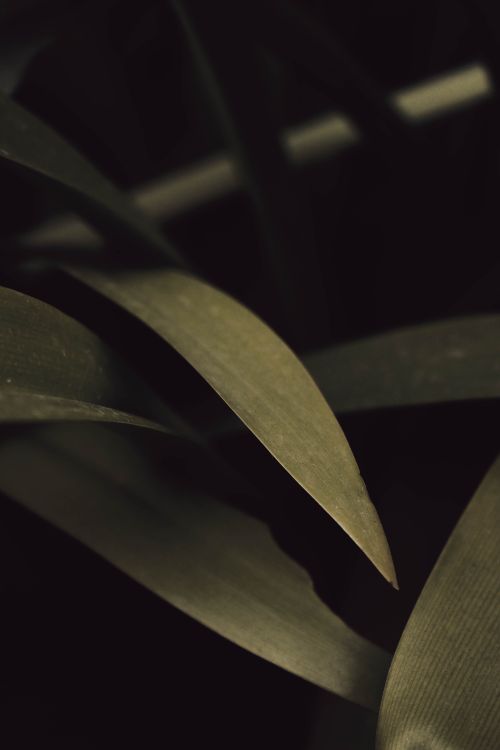 Free Dark, moody close-up of leaves with soft lighting, capturing the natural beauty of foliage in Chennai. Stock Photo