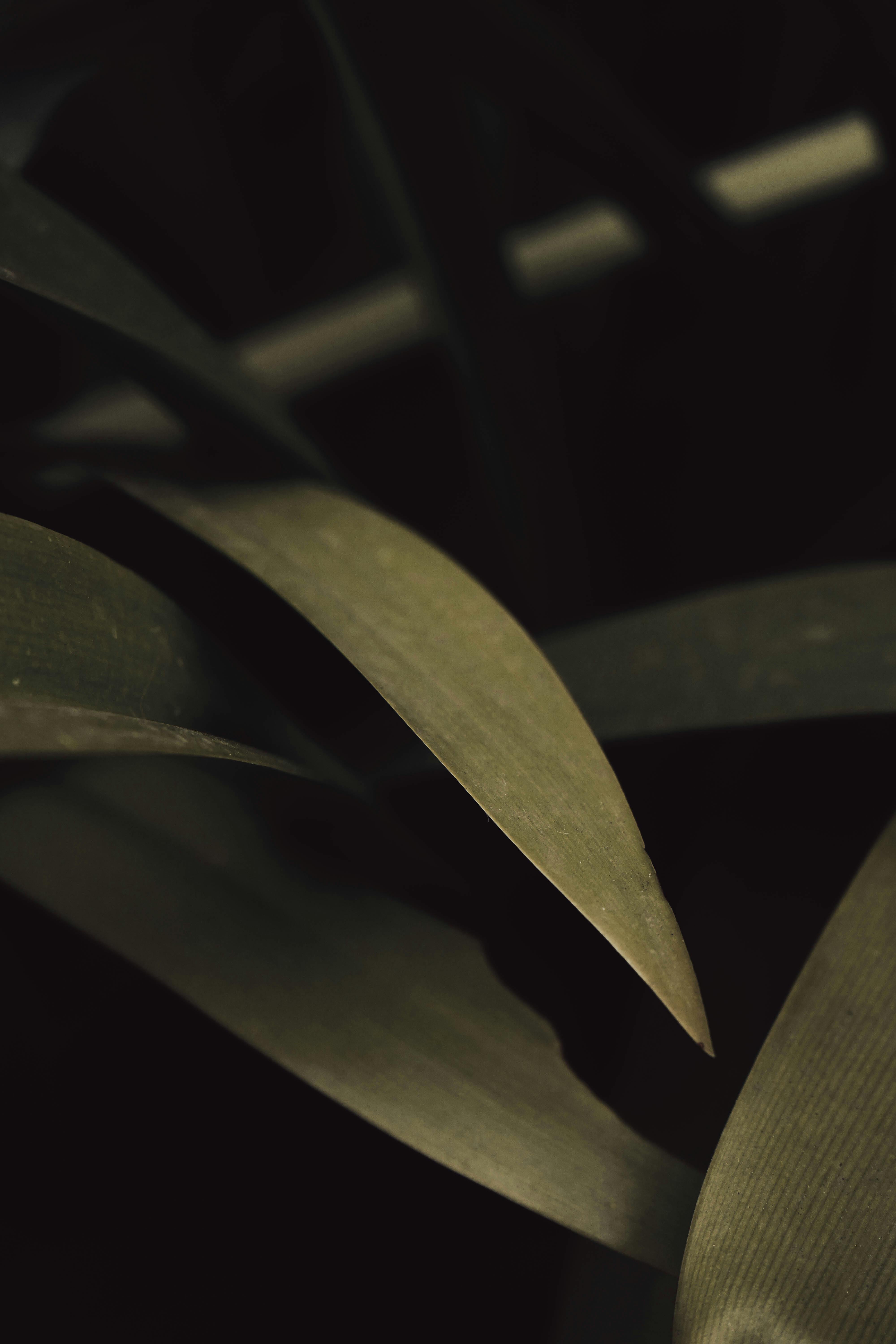 Zadarmo Fotobanka s bezplatnými fotkami na tému Ázia, botanické umenie, botanický Fotka z fotobanky