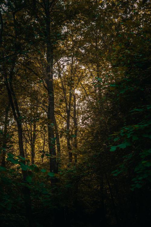 Free Tranquil forest scene with sunlit leaves in autumn, providing a calm and peaceful ambiance. Stock Photo