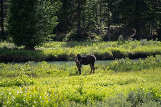 A moose peacefully grazes near a serene river in Pinedale, Wyoming surrounded by lush greenery and trees.