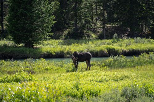 Free A moose peacefully grazes near a serene river in Pinedale, Wyoming surrounded by lush greenery and trees. Stock Photo