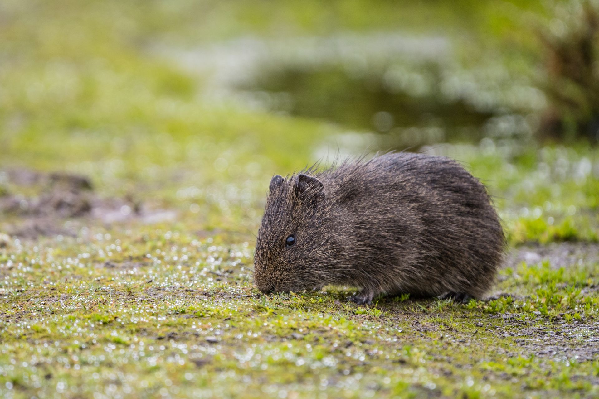 Brazilian Guinea Pig in Nature